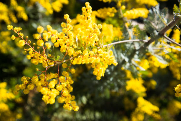 Acacia (Mimosa) baileyana Purpurea blooming in a sun ray.