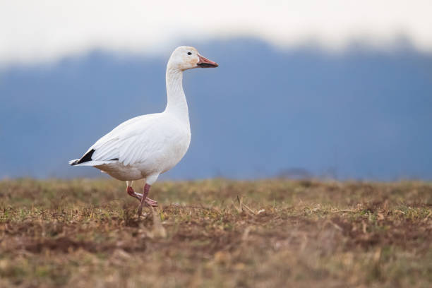 istock Snow Goose Walking along the Ridge 1469564713