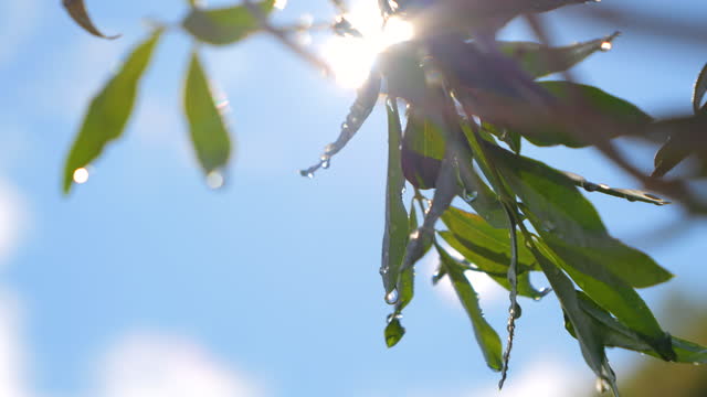 LENS FLARE, CLOSE UP: Sparkling fresh drops of summer rain on olive tree leaves