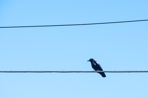 View of a black crow perched on a utility wire