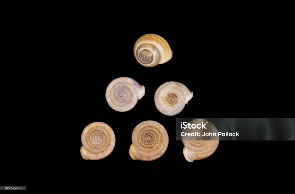 Triangular Sharp Shell Triangular Array Of Snails Shells Stock Photo - Download Image Now ...