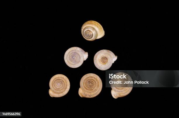 Shell Food Triangular Triangular Array Of Snails Shells Stock Photo - Download Image Now ...