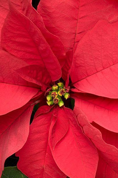 istock Poinsettia Close Up 146956857