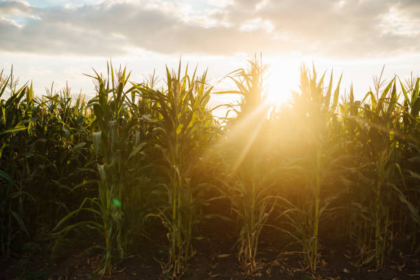 istock Young corn field at agriculture farm at sunset. 1469568830