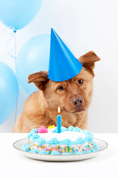 istock Dog Happy Birthday 146957070