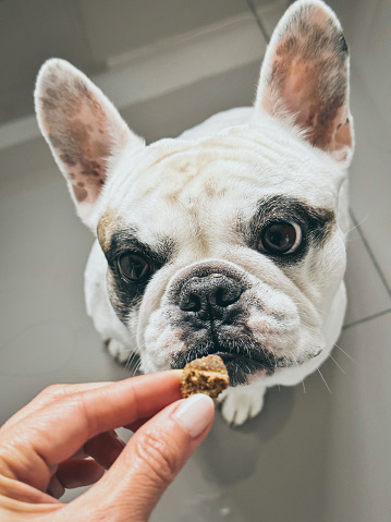 Pet owner giving Frenchie dog a treat