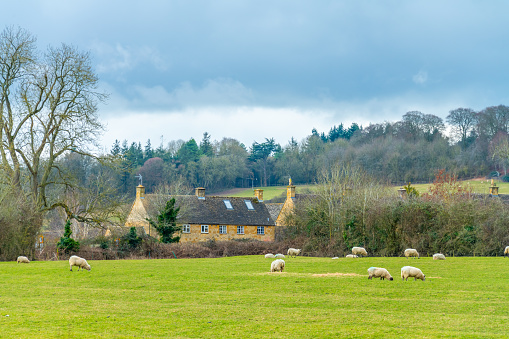 A photo take in a beautiful English farm in Cotswold with sheep, trees and big house