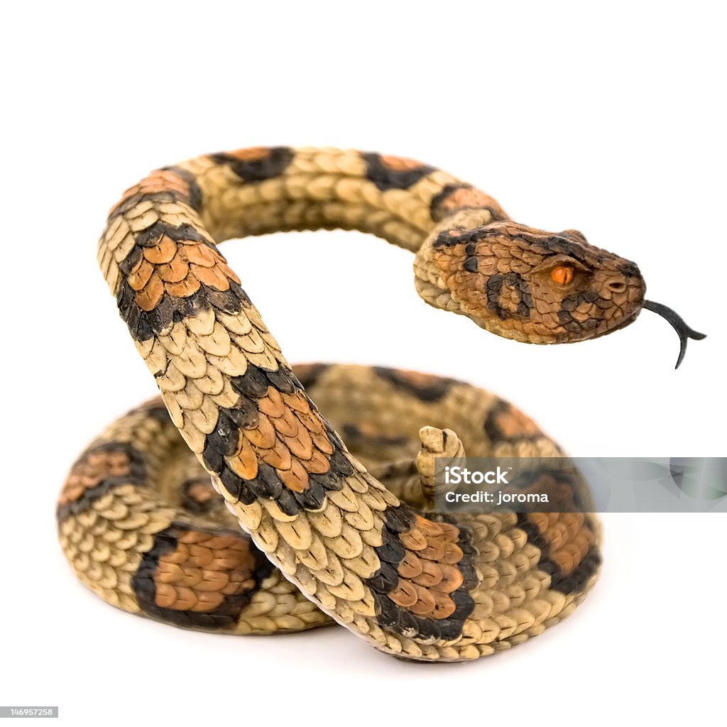 Serpiente - Foto de stock de Animal libre de derechos