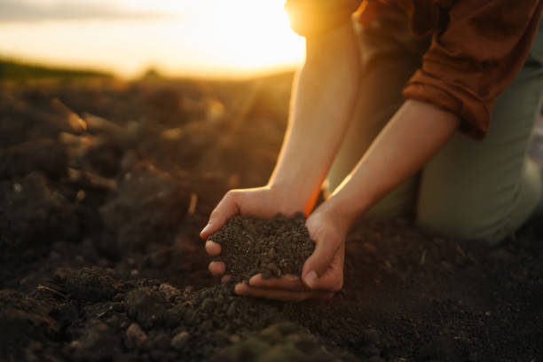 istock Female hands touching soil on the field. 1469577102