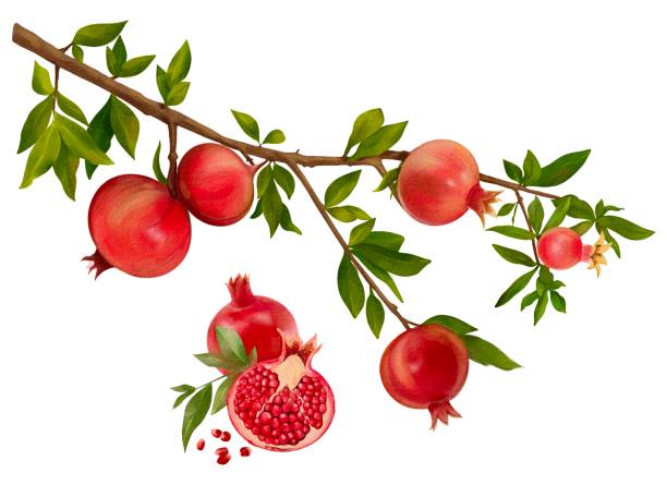 Watercolor pomegranate. Hand painted garnet fruit on branch with leaves isolated on white background. Watercolor botanical illustration Watercolor pomegranate. Hand painted garnet fruit on branch with leaves isolated on white background. Watercolor botanical illustration, flora design. Floral illustration for design, print, textiles pomegranate tree stock illustrations