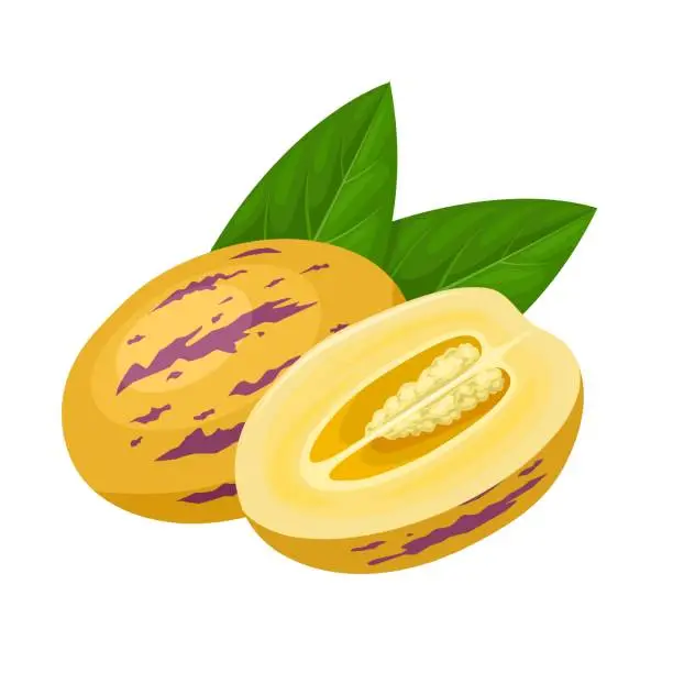 Vector illustration of Pepino melon