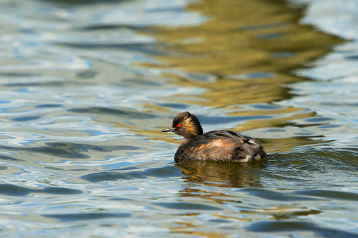 Black-necked Grebe (Podiceps nigricollis) adult swimming in water of a lake
