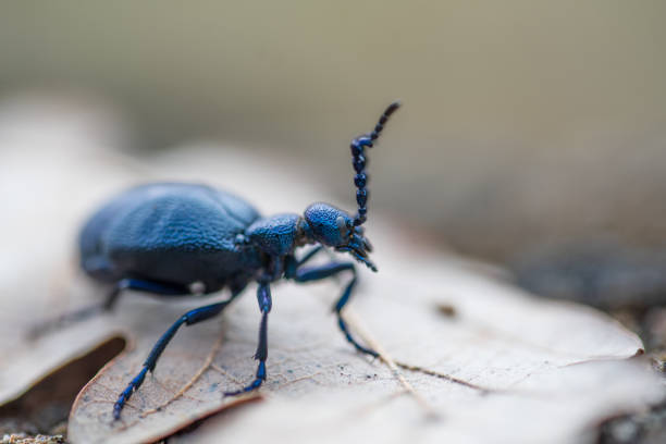 istock Meloe violaceus, the violet oil beetle. 1469583294
