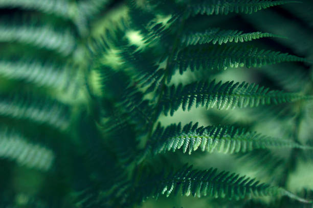istock green textured fern leaves in summer forest 1469587189