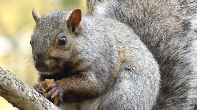 VIDEO CLOSE-UP OF EASTERN GREY SQUIRREL - EATING IN A TREE