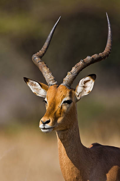istock Portrait of Impala 146959178