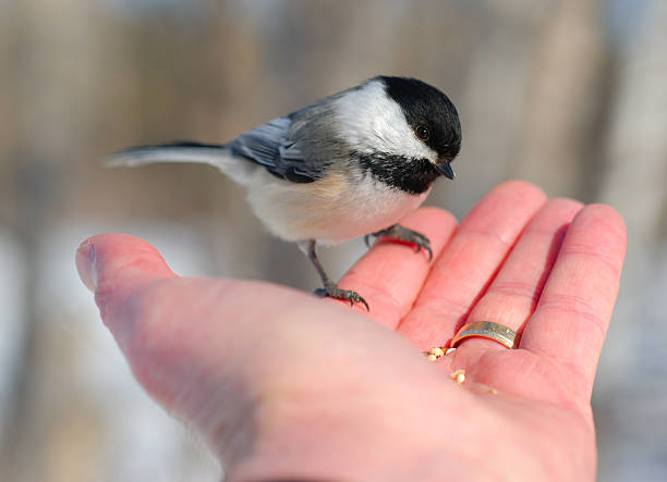 istock Bird in the Hand 4 146959322