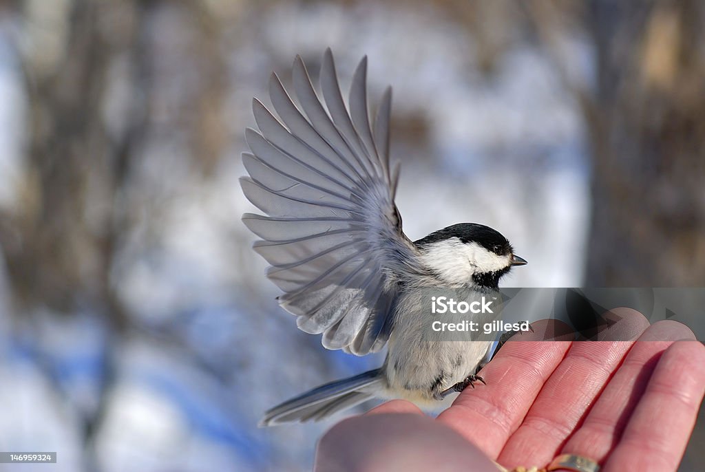 Uccello in mano - Foto stock royalty-free di Cincia bigia americana