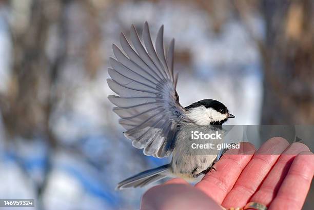 Uccello In Mano - Fotografie stock e altre immagini di Cincia bigia americana - Cincia bigia americana, Volare, Ala di animale