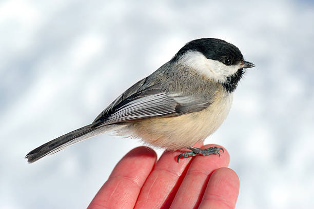 istock Bird in the Hand 2 146959327
