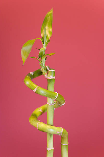 Bamboo Plant stock photo