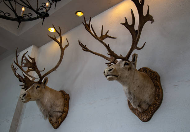 Rustic stuffed taxidermy deer head wall decoration