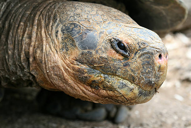 istock Giant Galapagos Tortoise 146959428