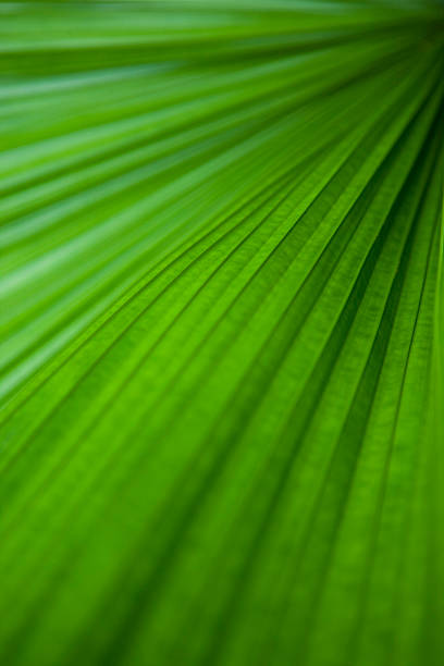 Tropical leaf stock photo