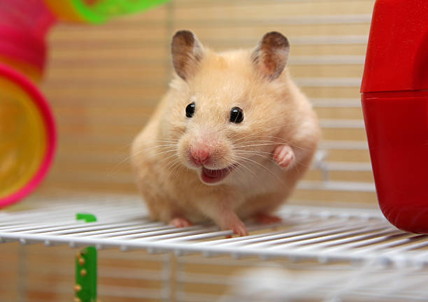 Cute golden hamster is on the blanket