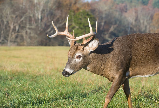 istock whitetail deer in a field 146960194