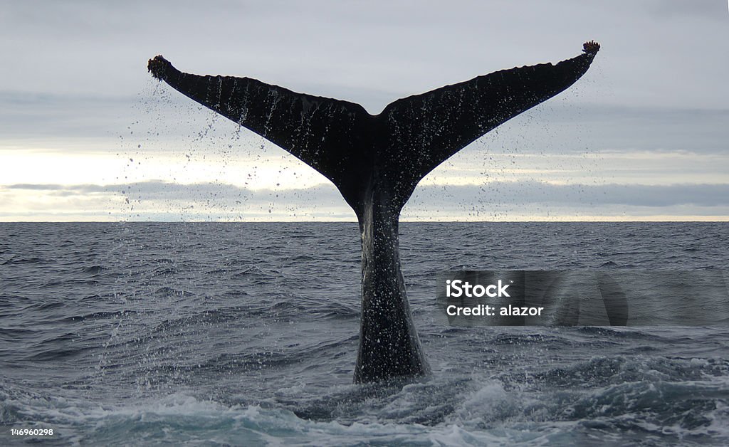 Humpback whale Humpback whale tail Humpback Whale Stock Photo