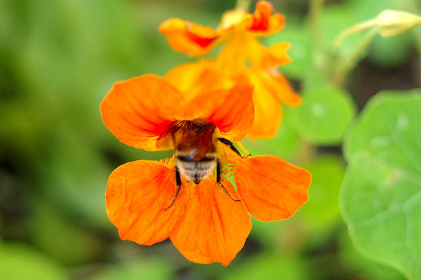 Bright yellow (orange) garden flower and  bumblebee. stock photo