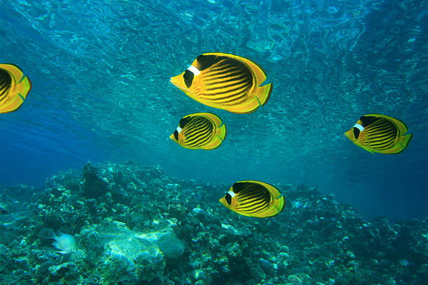 istock Red Sea Raccoon Butterflyfish 146960325