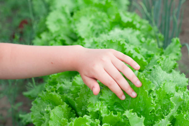 niño sosteniendo hojas verdes de lechuga húmeda - leaf vegetable salad child spring fotografías e imágenes de stock