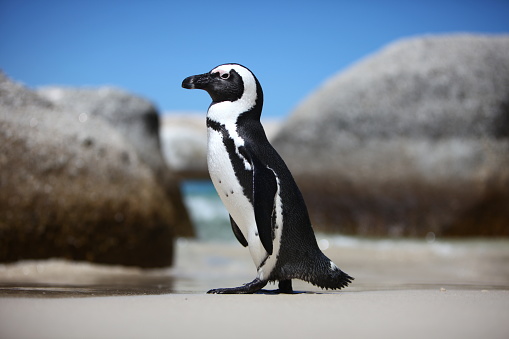 Also known as the Jackass Penguin, this little guy is enjoying a sunny beach day in Simonstown, South Africa, one of only three known mainland colonies.