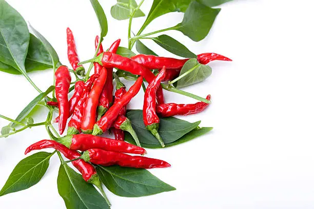 Small red spicy hot chili peppers on plant leaves over white