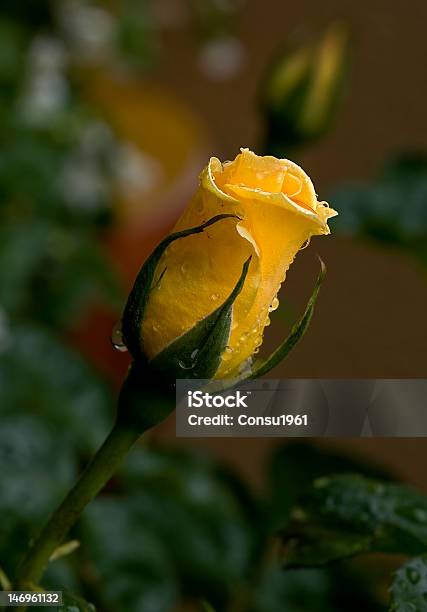 Amarillo Rosa Foto de stock y más banco de imágenes de Brote - Brote, Fotografía - Imágenes, Rosa - Flor