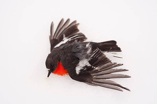 dead red robin vogel im schnee liegen auf den bauch - snow dune stock-fotos und bilder