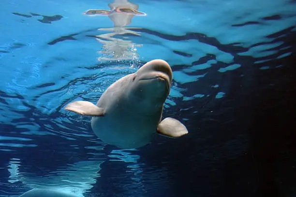 Photo of beluga whale playing in clear blue water