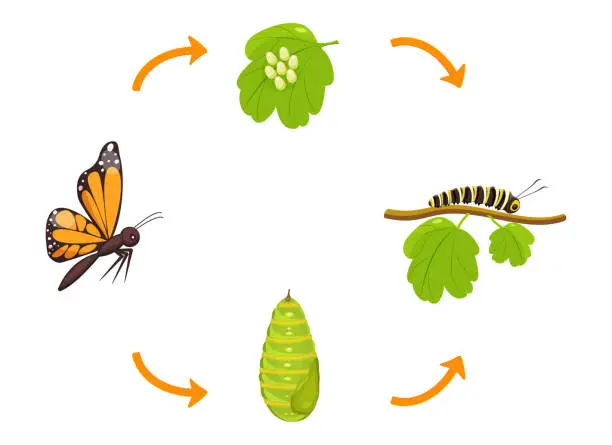 Vector illustration of Butterfly life cycle. Transformation of caterpillar from cocoon. Vector illustration of insect metamorphosis infographic