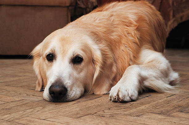 istock Sad golden retriever lying on the floor 146961275