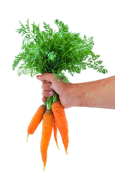 istock Young fresh carrot in a man's hand 146961290
