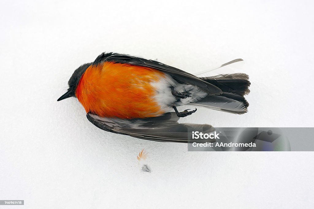 Dead Red Robin Bird Lying On Snow Stock Photo - Download Image Now - Bird,  Animal Wildlife, Animals In The Wild - iStock