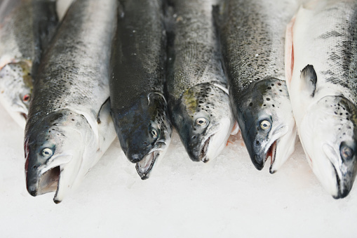 Fly fishing for coho salmon in Alaska