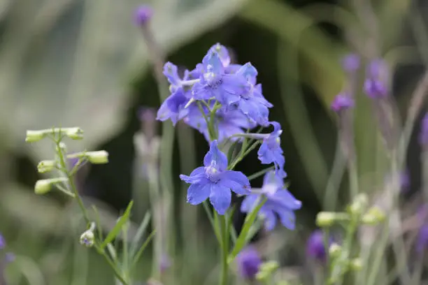 a Closeup of the purple flowers on delphinium plants.