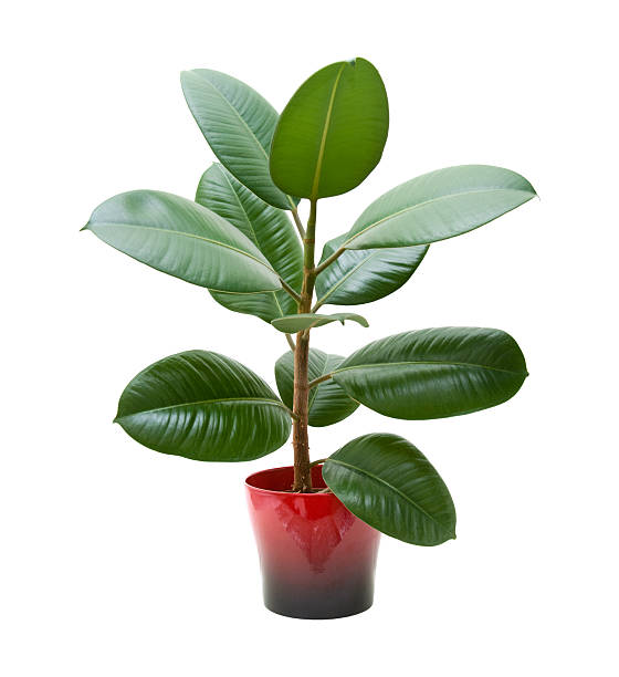 rubber plant rubber plant (ficus) in a red pot, isolated on white indian rubber houseplant stock pictures, royalty-free photos & images