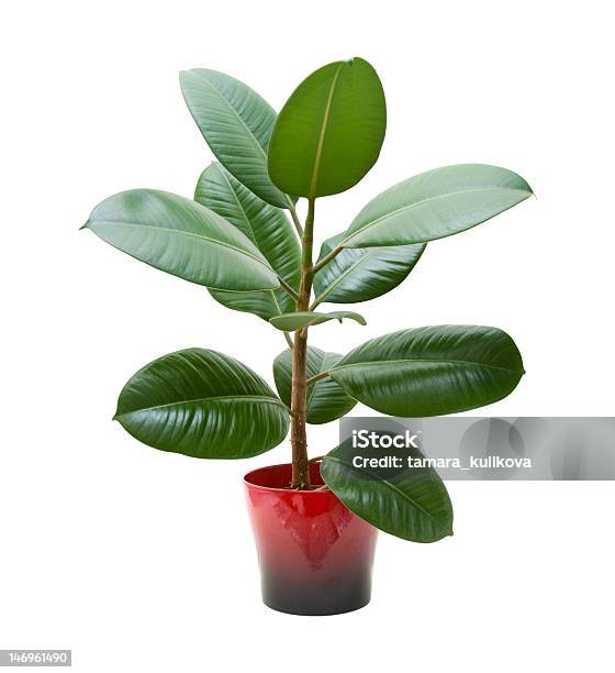 Rubber Plant Stock Photo - Download Image Now - Indian Rubber Houseplant, Houseplant, Cut Out