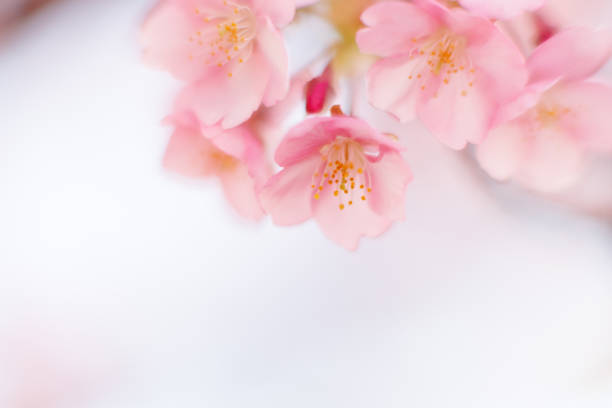 istock Kawazu cherry blossoms (Kawazu Sakura) 1469616660