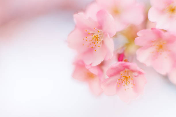 istock Kawazu cherry blossoms (Kawazu Sakura) 1469616665