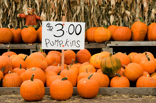 Pumpkins for sale at a local pumpkin patch in Vineyard, Utah a small town in Utah Valley.